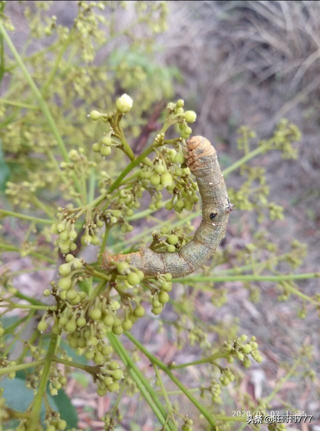 水果大战害虫:怎样杀死钻入果树主枝内的蛀虫？