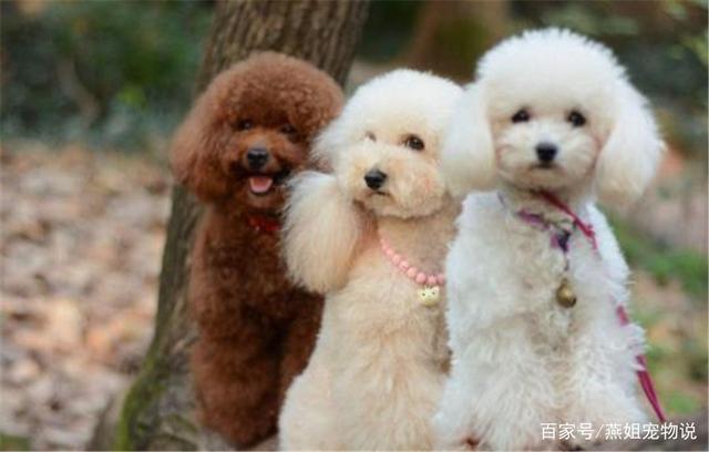 大型宠物犬品种大全及图片:哪些狗狗的命够长、够硬？