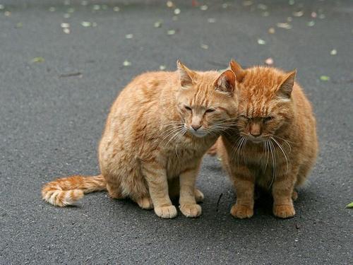 野猫的城市:发现一只流浪猫，但没有条件领养，该怎么办？