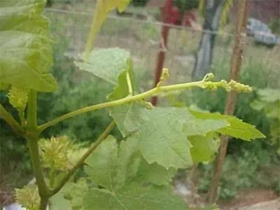 葡萄根:葡萄花芽分化在几月？如何促进花芽分化？