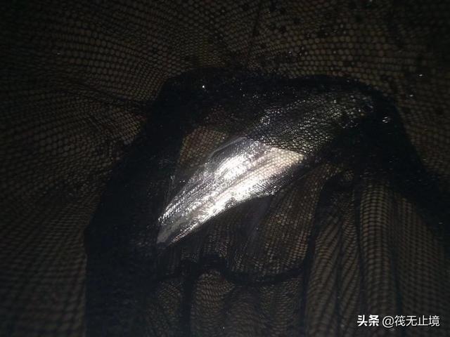 海钓活饵可以用泥鳅:筏钓中，他们挂泥鳅做钓饵，效果真的有那么好吗？