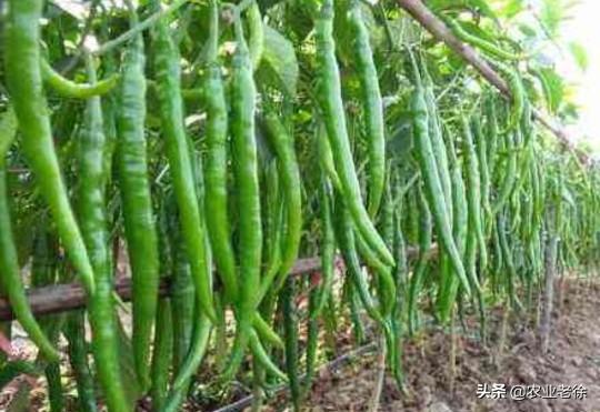 衢州枝群油脂有限公司:怎样种植花椒？应该注意什么？