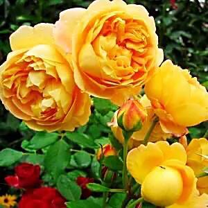 最香的几款月季品种是什么？插图96