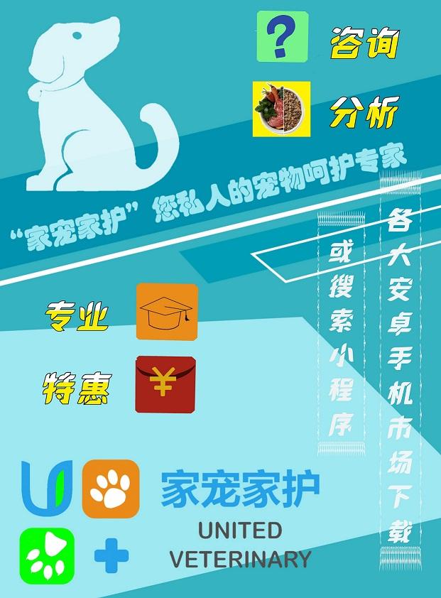 如何让狗狗进入下体验:带狗狗去游泳是一种怎样的体验？