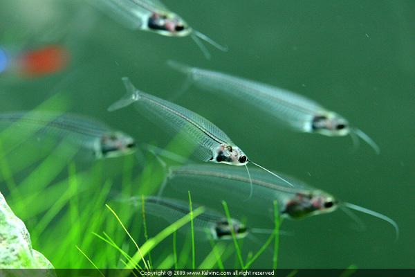 頭條問答 - 在花鳥魚市看到一種叫