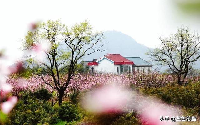 今年桃花开的图片-漫山遍野桃花开的图片