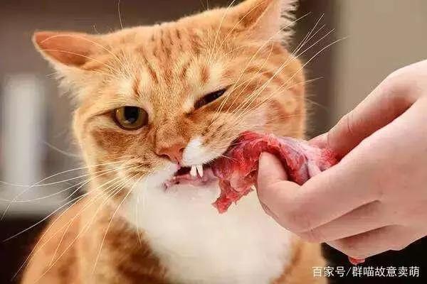 生骨肉猫咪有约论坛:喂养生骨肉，一周不在家怎么办？可以在喂猫粮吗？