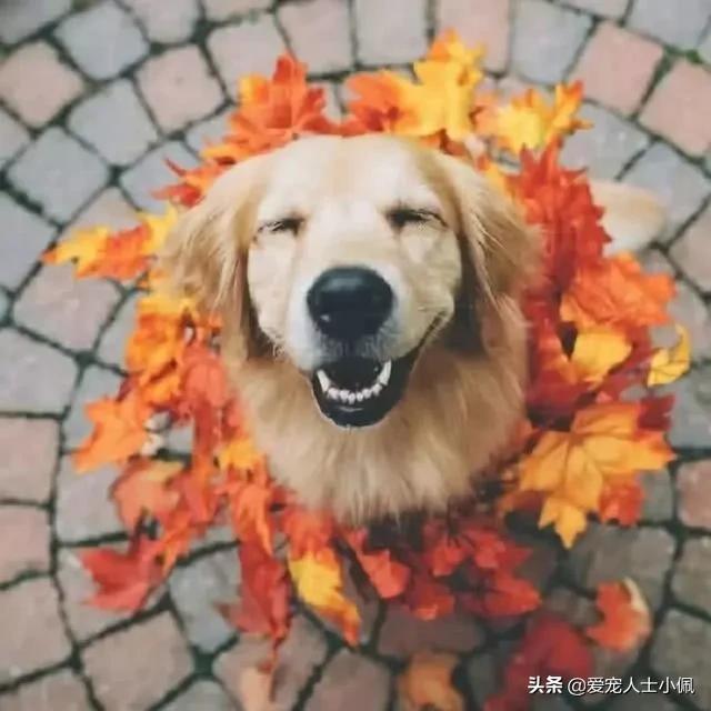 粗毛牧羊犬游戏在线玩:你觉得养什么狗能帮助减肥？
