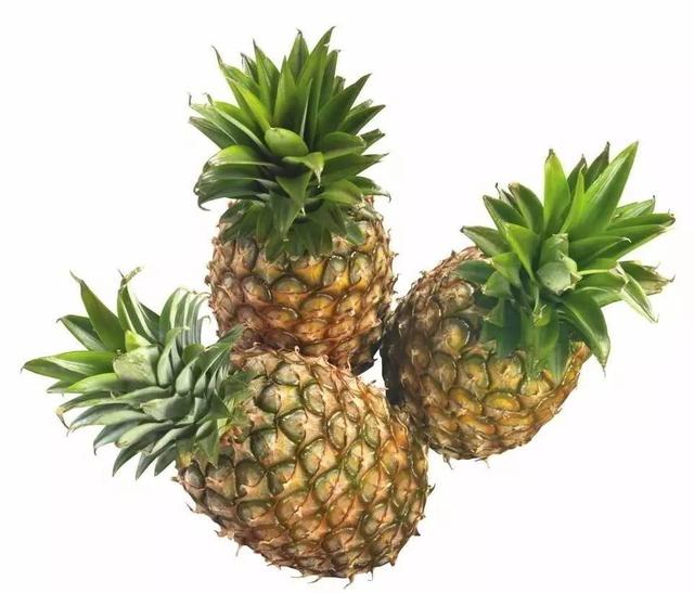 刚装修好的房子,对于不太会养绿植的家庭,推荐什么绿植更好？