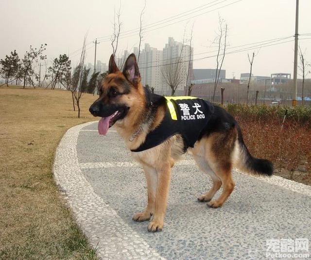 警犬品种:攻击警犬算不算袭警？有什么法律依据？