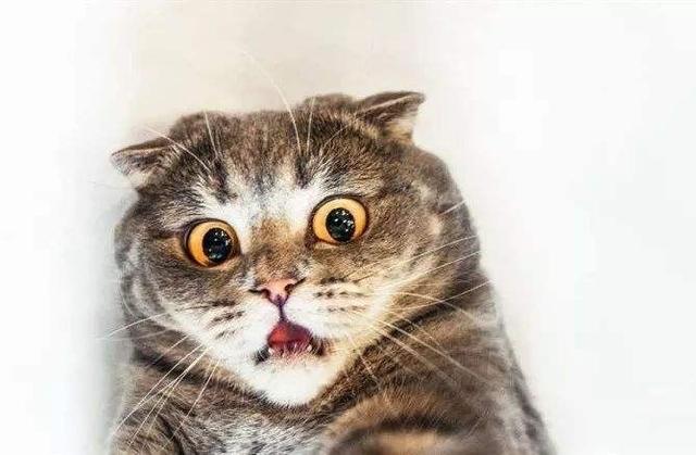 闷猫:猫咪受到惊吓后给换了个屋子，怎样才能让猫咪忘记原来的屋？