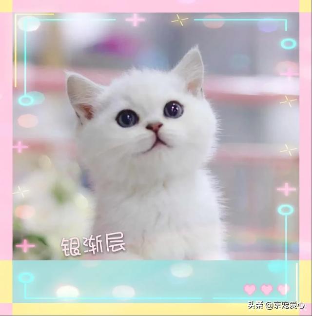 养猫的坏处:养猫有给你的生活带来不同吗？