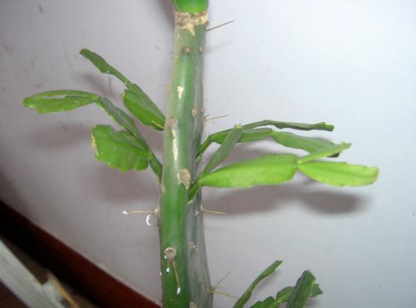 量天尺的养殖方法:可以在室内培育的仙人掌有哪些种类？