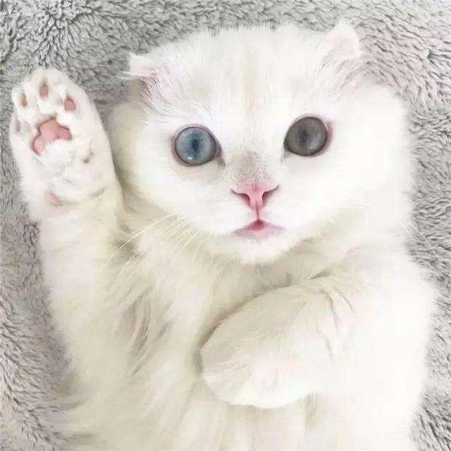 日本猫岛的猫可以抱走吗:自己家养的猫咪被猫贩子抓了怎么办？