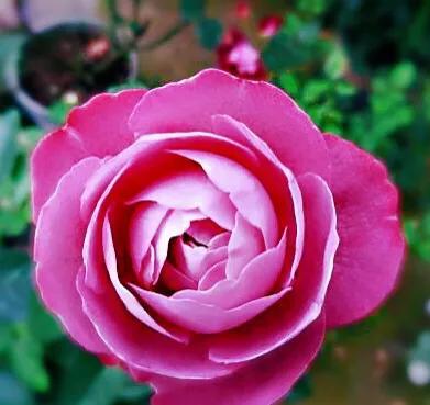 最香的几款月季品种是什么？插图99