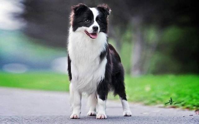 边境牧羊犬的性格好吗:边境牧羊犬和澳洲牧羊犬你喜欢谁？为什么？ 边境牧羊犬性格怎么样