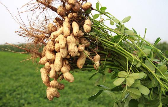 野菊花生蚜虫怎么防治:菊花蚜虫图片与防治 种植花生，如何防治病毒病？