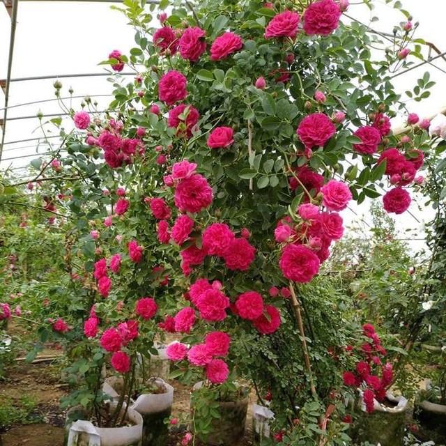 头条问答 什么木香花最好养 34个回答