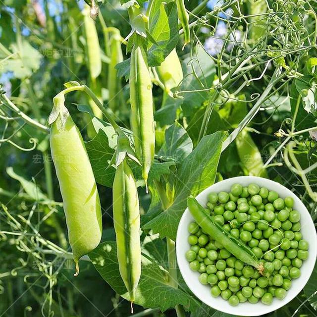 头条问答 甜脆豌豆什么时候种好 12个回答