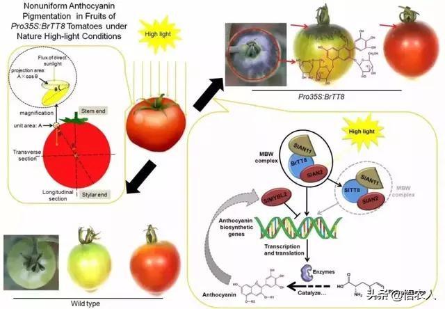 头条问答 怎样提高花青苷的含量 4个回答