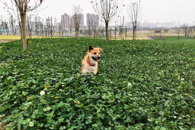 北京犬和京巴犬的区别:中华田园犬和宠物狗，区别在哪？如果是你，你会想养哪种狗？ 北京京巴犬多少钱一只