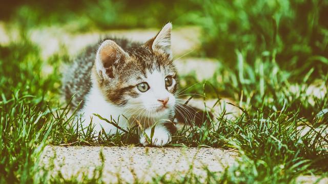 半夜猫叫:半夜三更明明没人，猫猫为什么一直叫个不停？