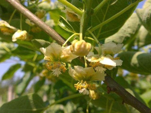 头条问答 果树花芽分化期是什么时间 12个回答