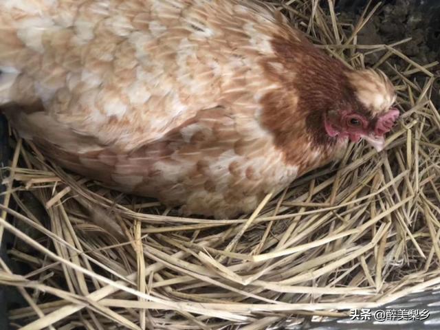 肉垂麦鸡简笔画:有多少人是农村出生的？你们又在农村经历过什么呢？
