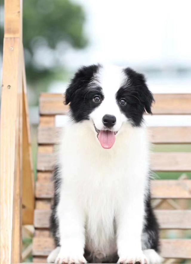 短毛边界牧羊犬图片:边境牧羊犬有哪些我们不知道的优点？