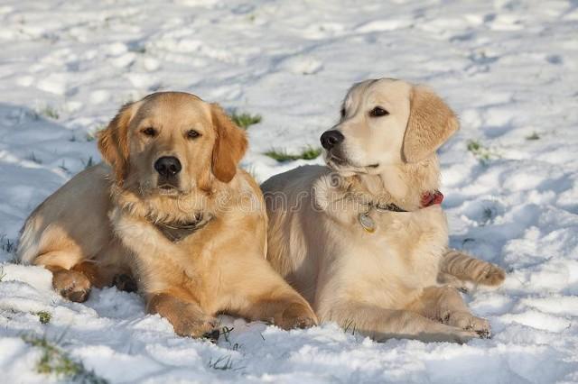 犬饲先生养狗记电影高清免费观看:狗粮真的有必要吗，还是仅仅是狗粮公司编造的一个噱头？