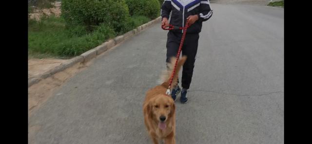 头条问答 金毛犬一天内遛多少次才正确 12个回答