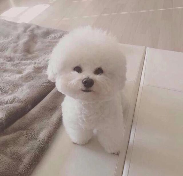 犬膝关节髌骨脱位:比熊走路后腿一跳一跳的是怎么回事呢？