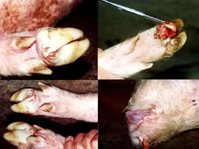 国家突发重大动物疫情应急预案:猪瘟期间有没有办法带肉？