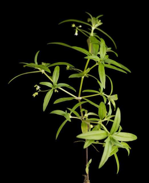 金钱白花蛇和赤链蛇:白花蛇草水含有什么成分？