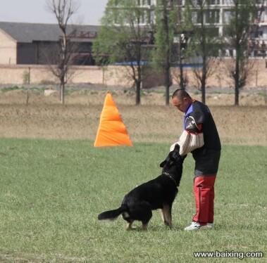 东德国牧羊犬吧:东德牧羊犬看家护院怎么样？ 东德国牧羊犬vs西德国牧羊犬