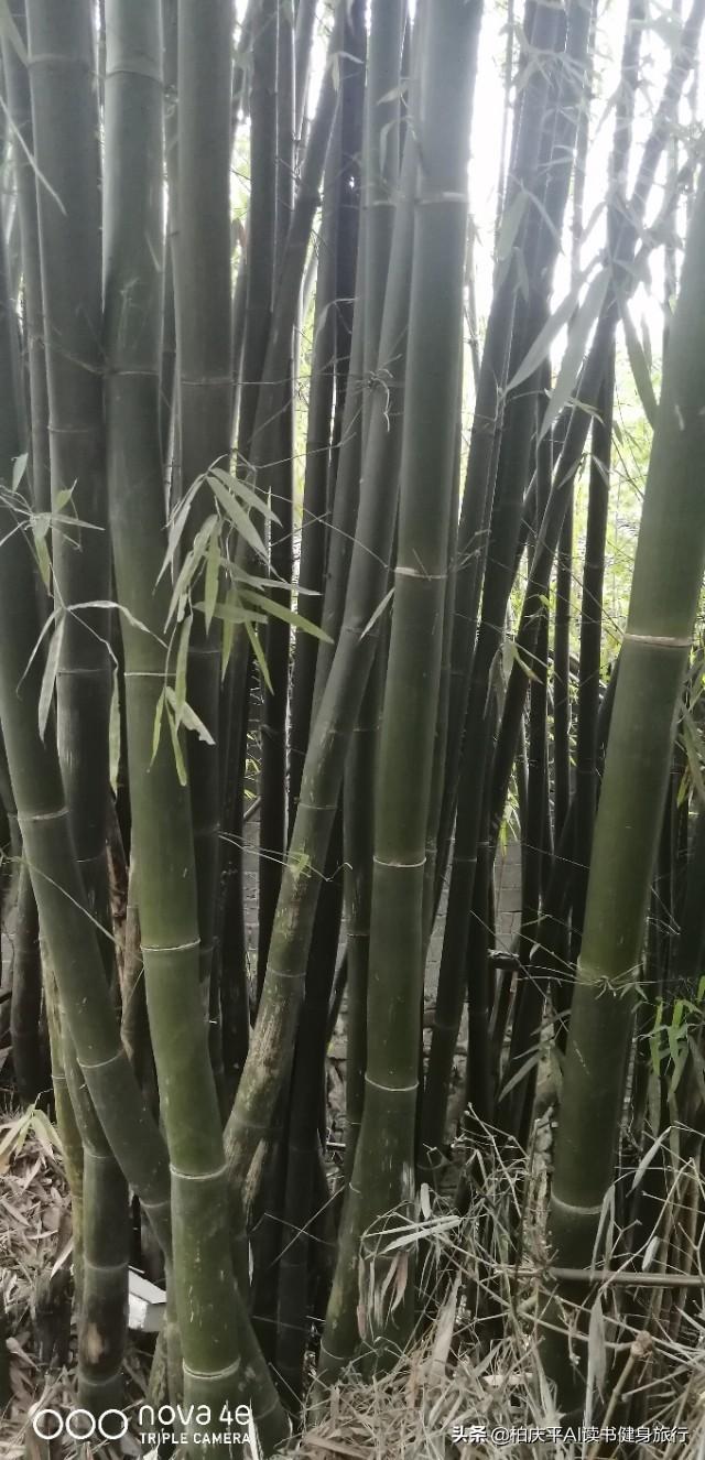 王献之简介:山东有哪些被后人津津乐道的历史文化典故？