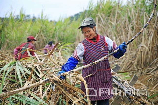 水蔗草(水蔗草的功效与作用)