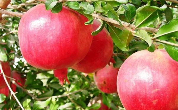 一个绿萝七个鬼啥意思,在室内养石溜树对身体好吗？