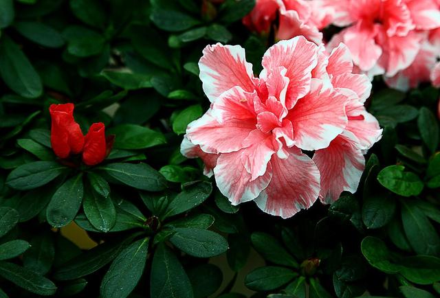 杜鵑花的夏季養護方法:杜鵑花作為觀賞花卉,深受人們的喜愛,很