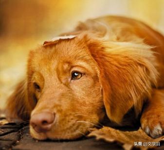 宠物生病症状:可以从哪些方面提前发现狗狗身上的小病痛？做到早知道早预防？