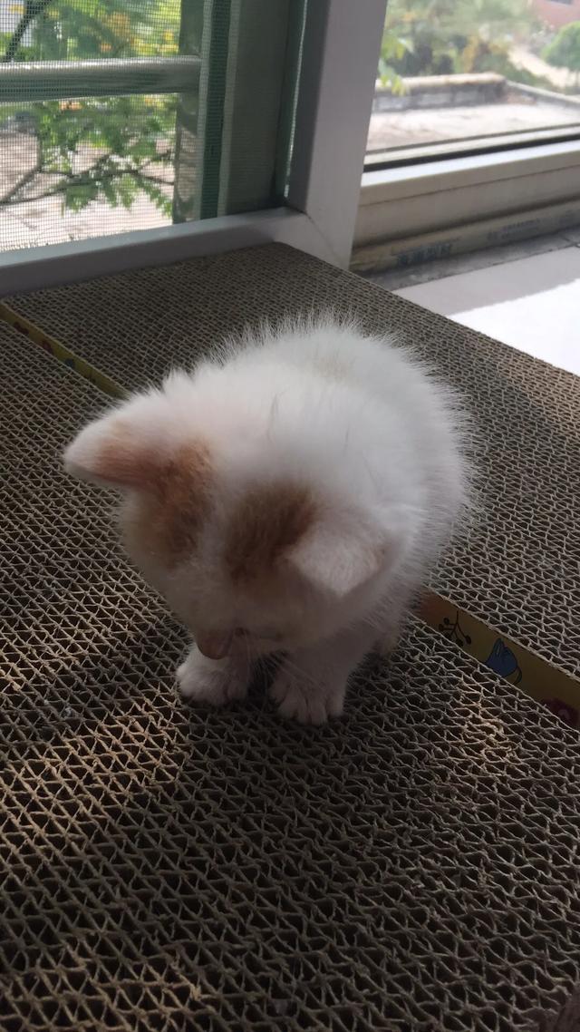 伊纳宝妙鲜包猫粮:猫咪为什么喜欢吃妙鲜包？
