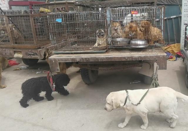 永州宠物狗交易网:急。湖南的永州和长沙火车站怎么能带仓鼠过安检？