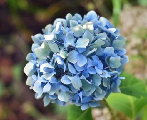 八仙花图片:绣球花应该在什么时间段浇水？早晨和下午哪个时段更好一些？