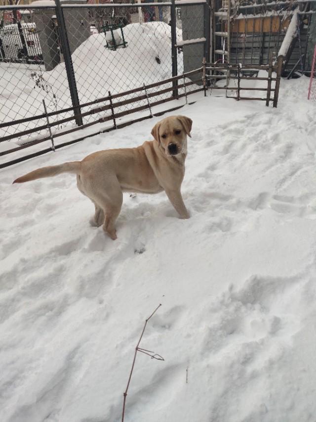 柴犬奇迹物语高清图片:你家狗子做过最暖心的事是什么？