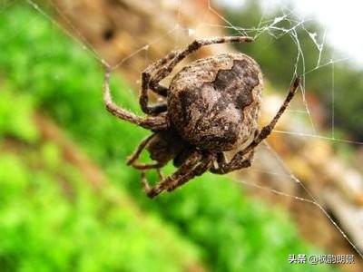 油炸花蜘蛛有多少人敢吃，作为云南人，你吃过最可怕的食物是什么