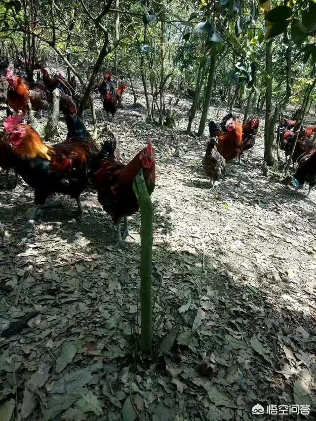 橘子鸡，林下养鸡，给果树打药对鸡有影响吗