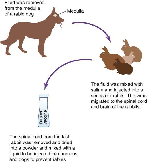 狂犬病发病概率，狂犬病超过一年的发病几率大吗