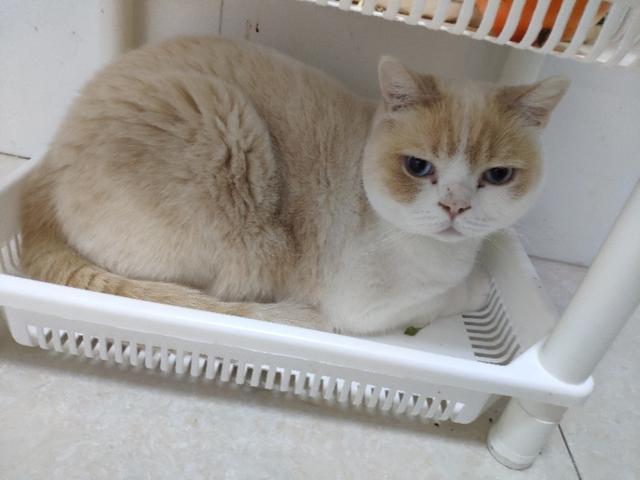 微波炉虐猫事件:猫猫犯了错，你们打不打该怎么处理