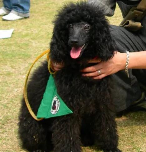 黑泰迪熊贵宾犬造型:纯黑色泰迪怎么打扮好看（黑泰迪造型）？ 黑贵宾犬造型图片大全
