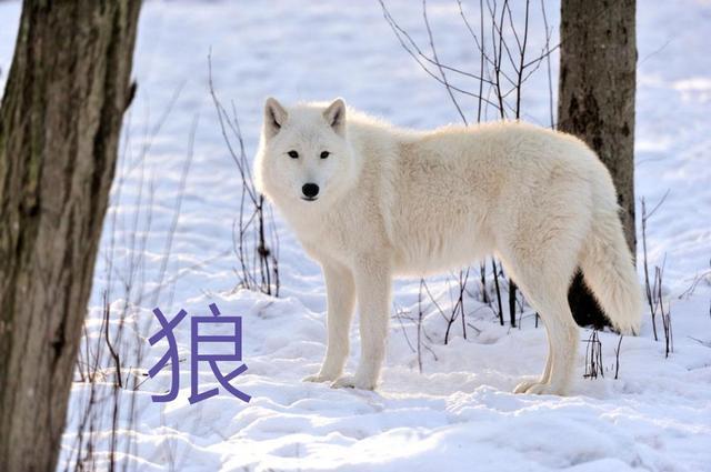 到底有没有九尾狐，九尾狐是瑞兽吗为什么《山海经》里面说九尾狐是瑞兽